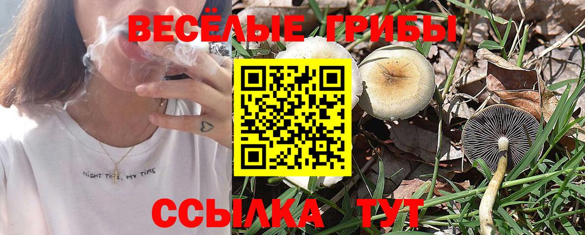 Псилоцибиновые грибы GOLDEN TEACHER  Вход с VPN  Гатчина 